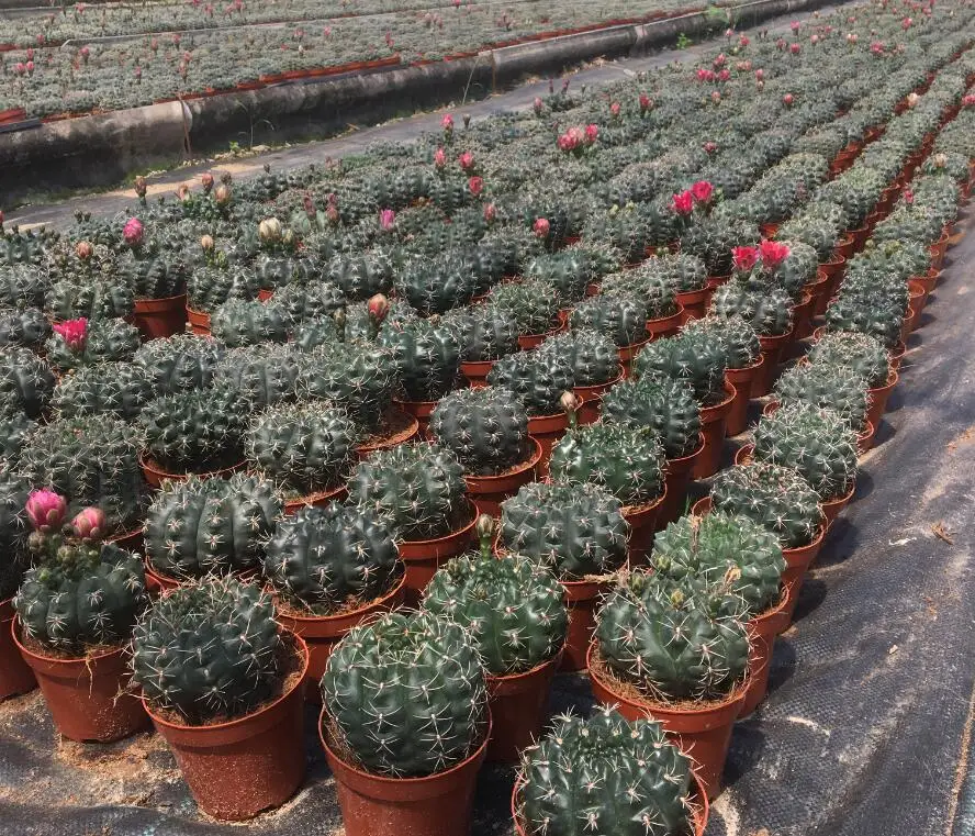 
hotsale Cactus Gymnocalycium baldianum for wholesale 