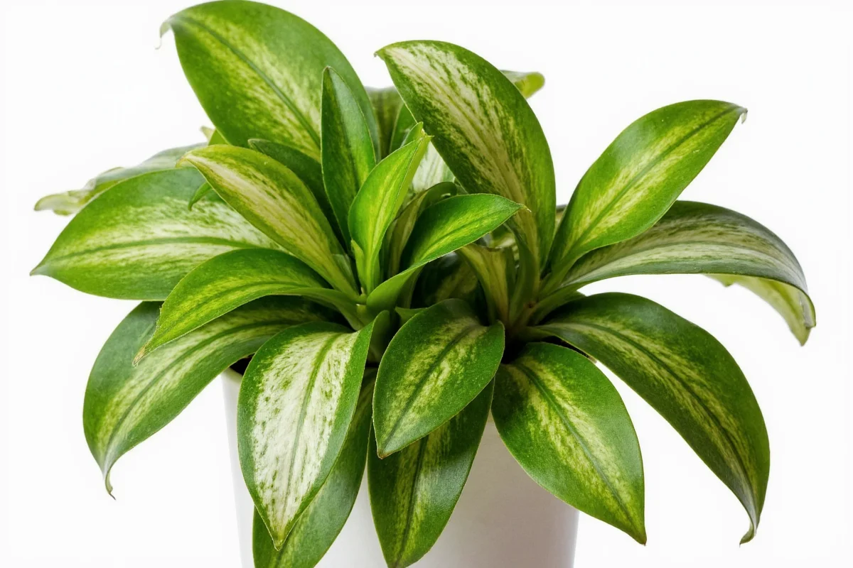 are snake plants safe for dogs