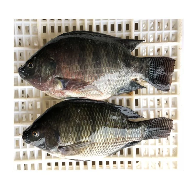 Frozen Tilapia Factory, Tilapia Fish Farm, Tilapia 200-300g