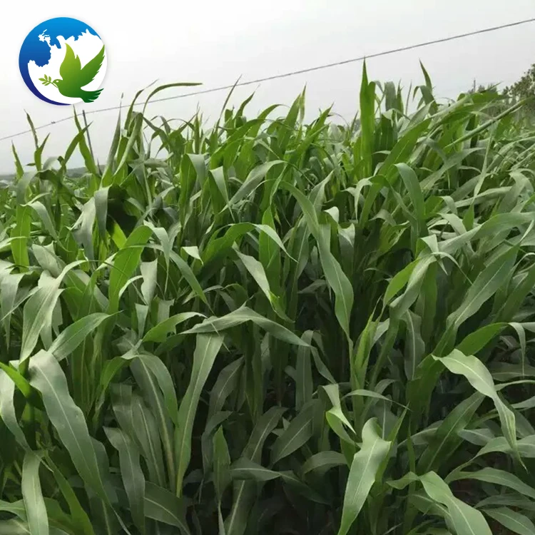 
High Sprouting Rate Fodder Grass Seeds Pasture Seeds Sweet Sorghum Dochna Sorghum Bicolor Seeds 