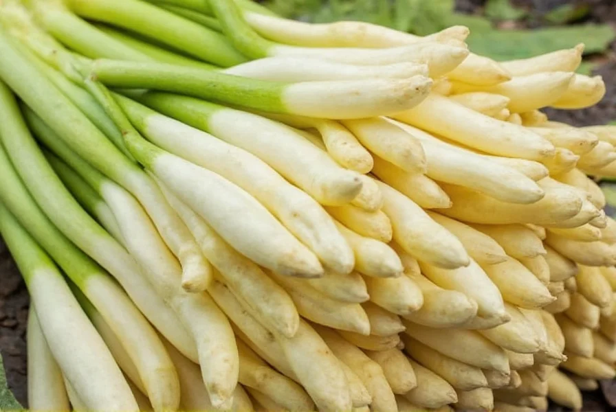 Galangal Health Benefits