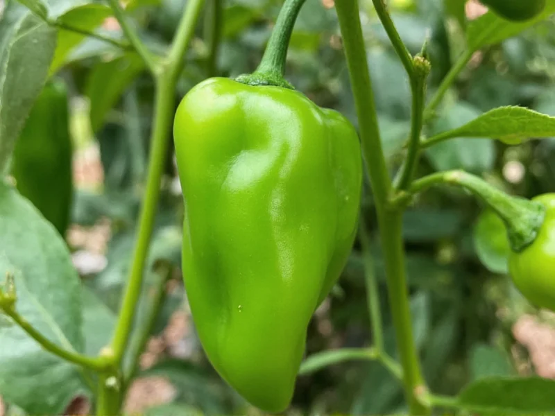 What Is Serrano Pepper: Complete Guide to This Mexican Chili