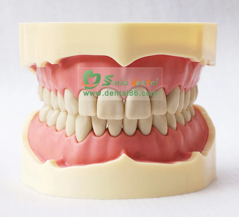 Dientes De Estudio Dental,Modelo De Mandíbula,28 Dientes - Buy Modelo De  Dientes,Modelo De Dientes,Modelo De Enseñanza Dental Product on 