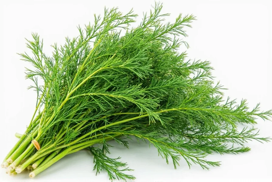 Growing dill in pot