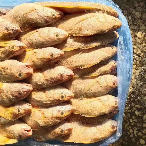 
Frozen Whole Round Fish Yellow Croaker Good Price 
