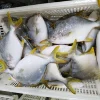 Delicious Hot Sale Fresh IQF Golden Pomfret Fish Farmed Live Quick Frozen Golden Pompano Pomfret.