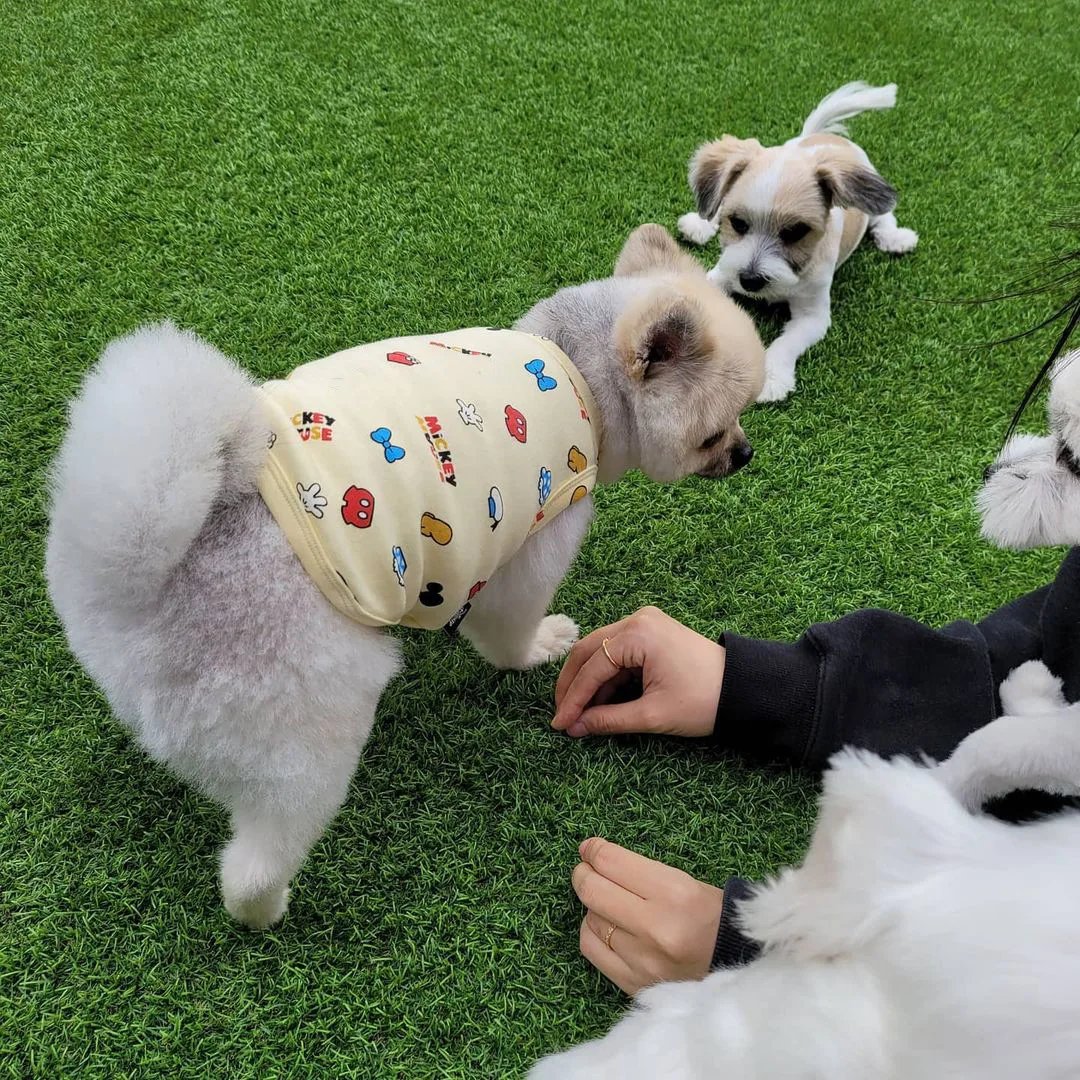 

2021 new wholesale fashion INS Korea spring pet home clothing cute pure cotton comfortable dog vest