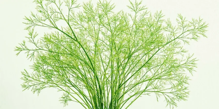 dill demystified from ancient gardens to your kitchen shelf a global spice journey