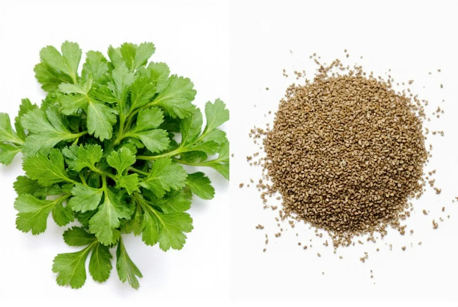 Coriander Seeds vs Cilantro: Same Plant, Different Flavors
