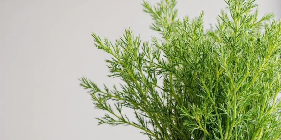 Close-up of dry dill in a spice jar
