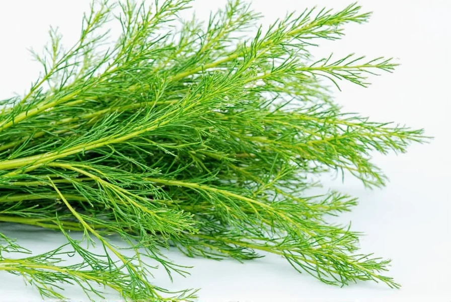 Dill Origins: Where Does Dill Come From Historically?