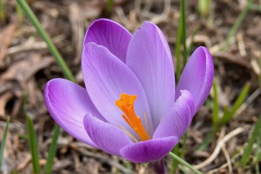Scientific diagram showing chemical structure of crocin, the main compound in Crocus sativus
