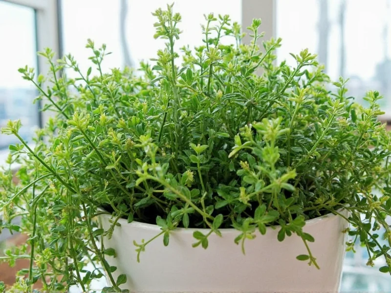 Thyme Pic: Visual Identification Guide for Herb Identification