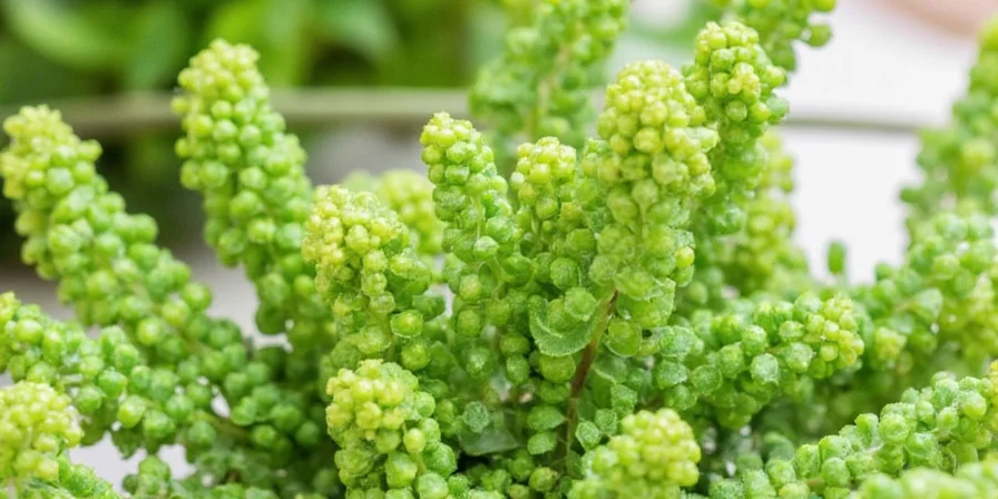 Elegant dish garnished with fresh chervil leaves