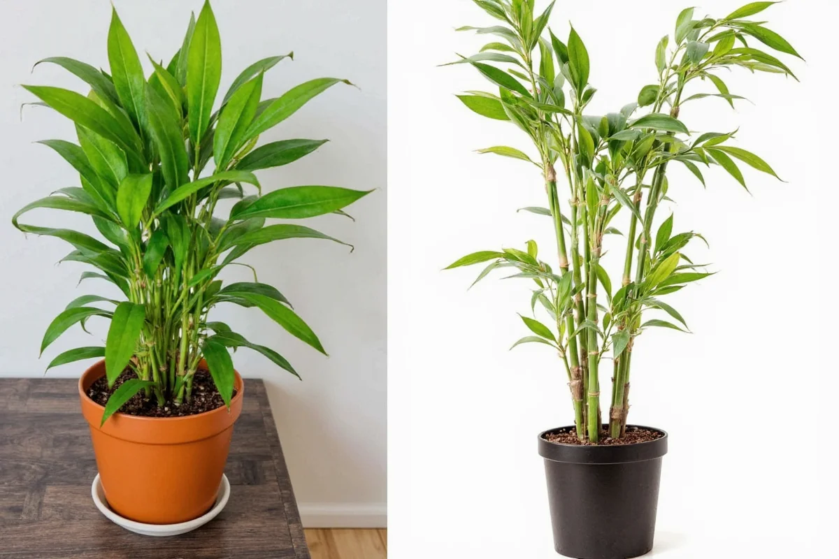 how to take care of bamboo house plants