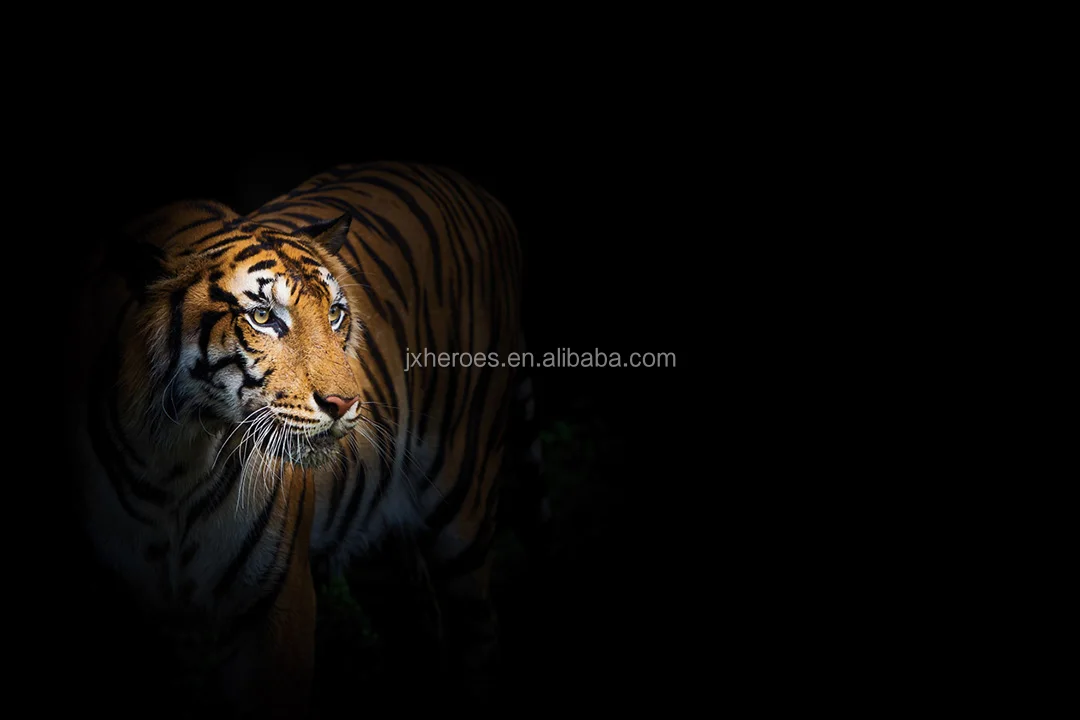 Gambar Wallpaper Harimau 3d Image Num 36