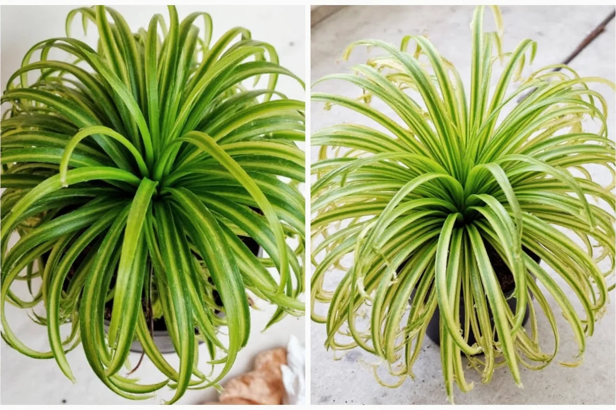 how to propagate spider plant