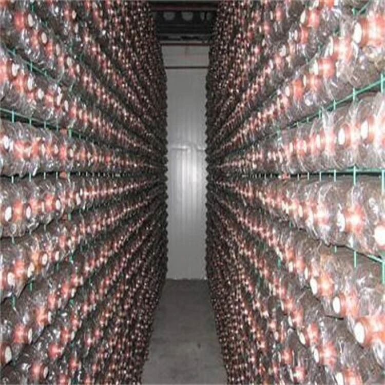 
Cultivating Shiitake Mushroom Seed Spawn 1Kg Price 