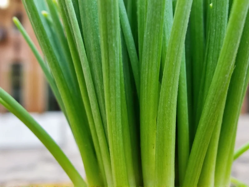 Chives vs Green Onion: Key Differences Explained