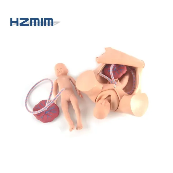 

childbirth skills training simulator Gynecology model birth simulator