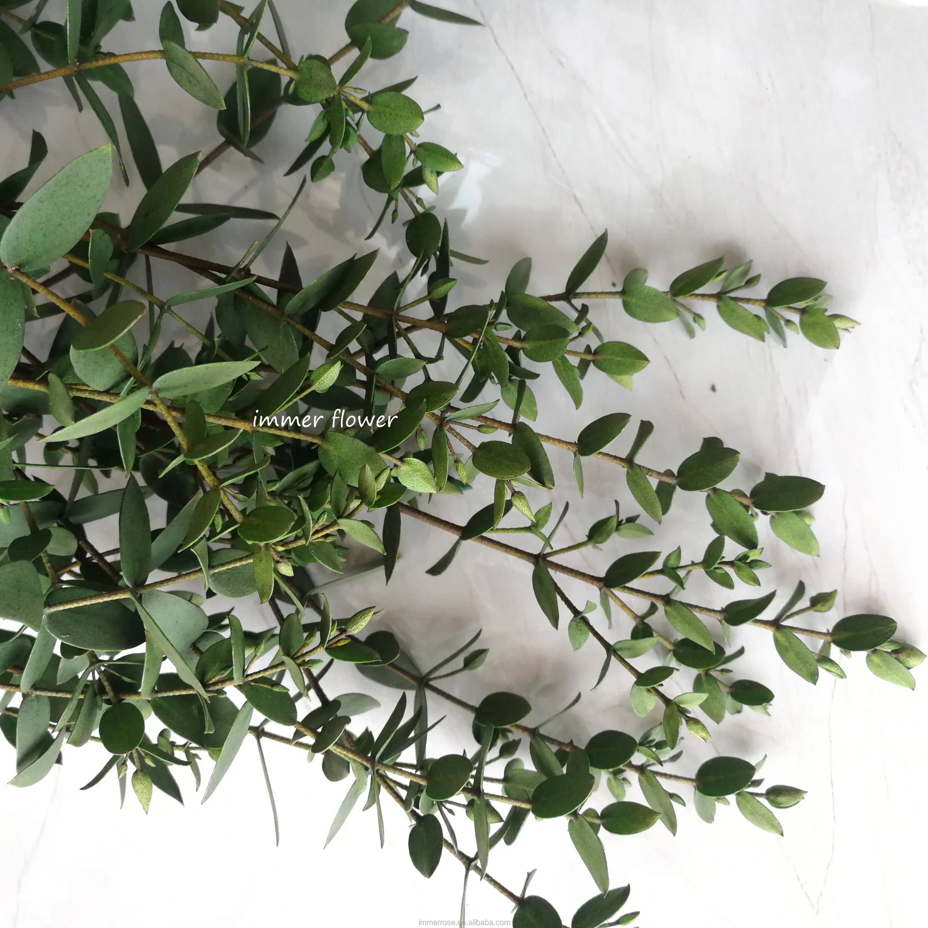 Eucalyptus Tree Green Eucalyptus Leaves For Christmas Buy Eucalyptus