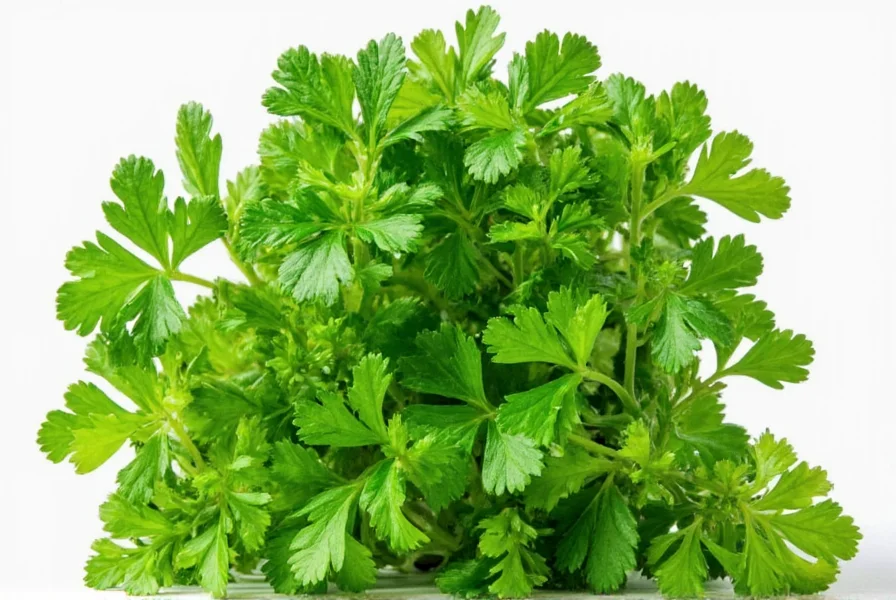 Cilantro Is Coriander: Same Plant, Different Names Explained