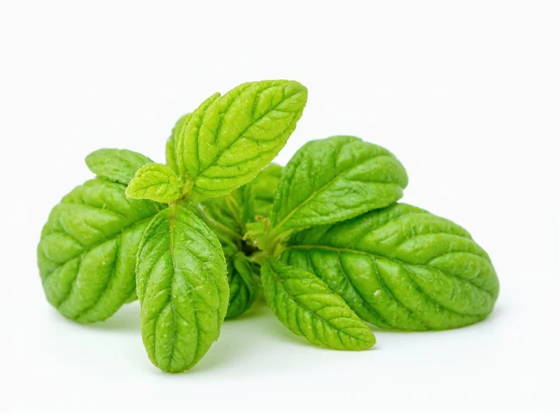 Basil: A Classic Green Herb Example Explained