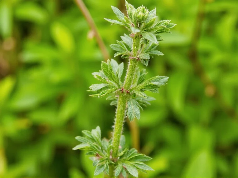 Lemonade Thyme Plant: Complete Growing Guide & Uses