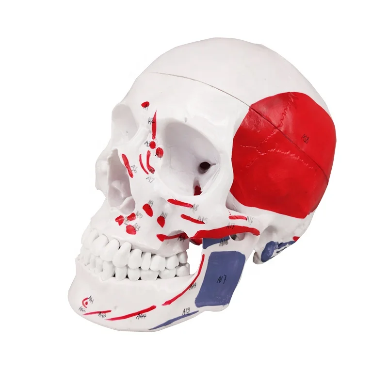 
Human Anatomical Skull Medical Removable Skeleton Teaching Model 