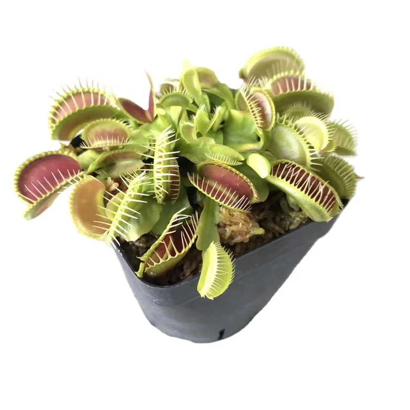 
Ornamental plant bonsai Venus Flytrap Dionaea muscipula tissue culture seedlings 