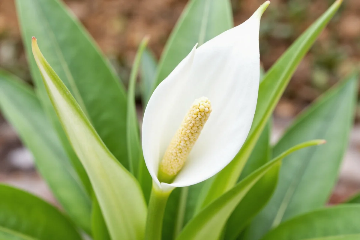 how to make a peace lily plant bloom