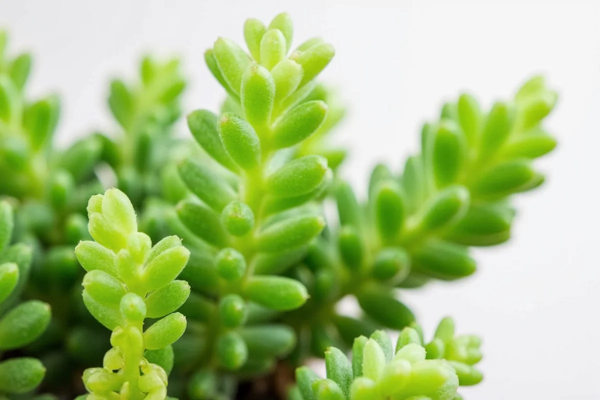 are jade plants succulents