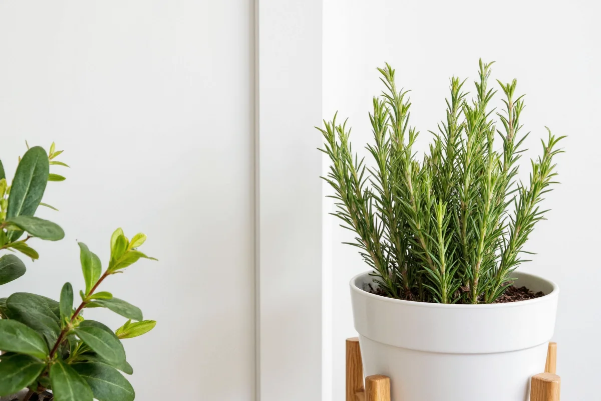 how to care for rosemary plant indoors