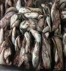 cod skin