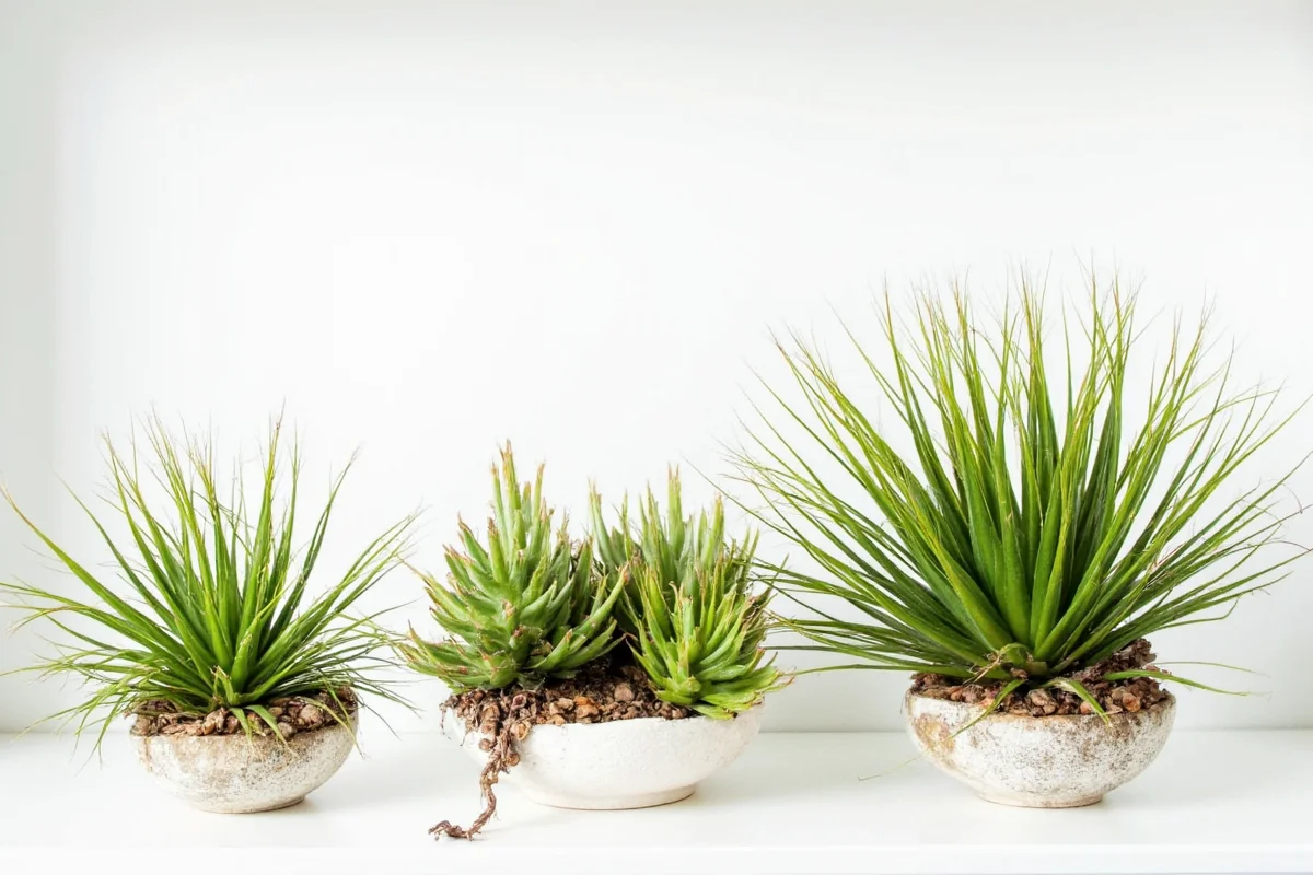 how large do air plants get