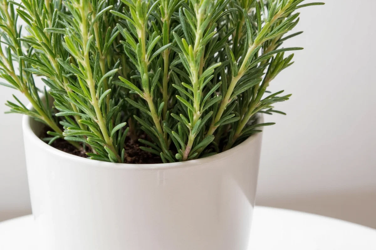 how to care for a rosemary plant indoors