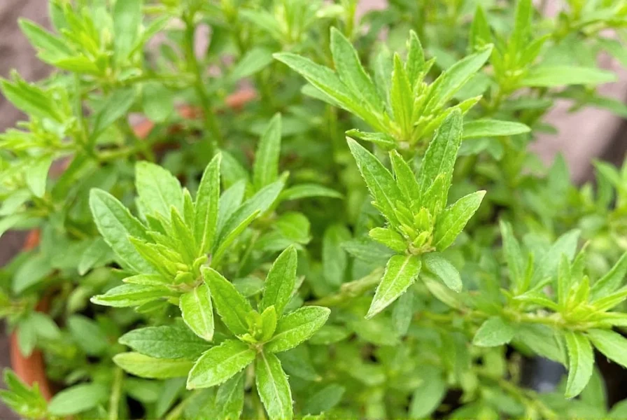 Hoja Santa leaves