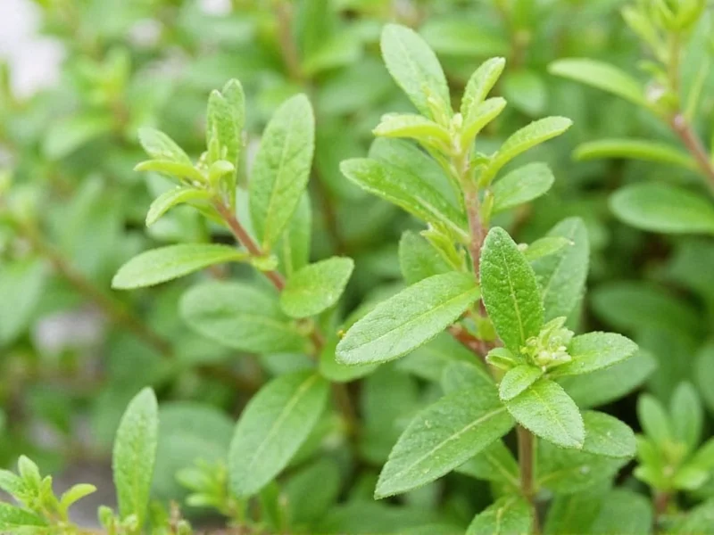 Thyme Health Benefits: Science-Backed Evidence