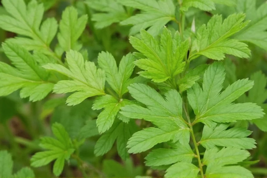 Comparison of fenugreek seeds and fresh fenugreek leaves on wooden cutting board with gardening tools