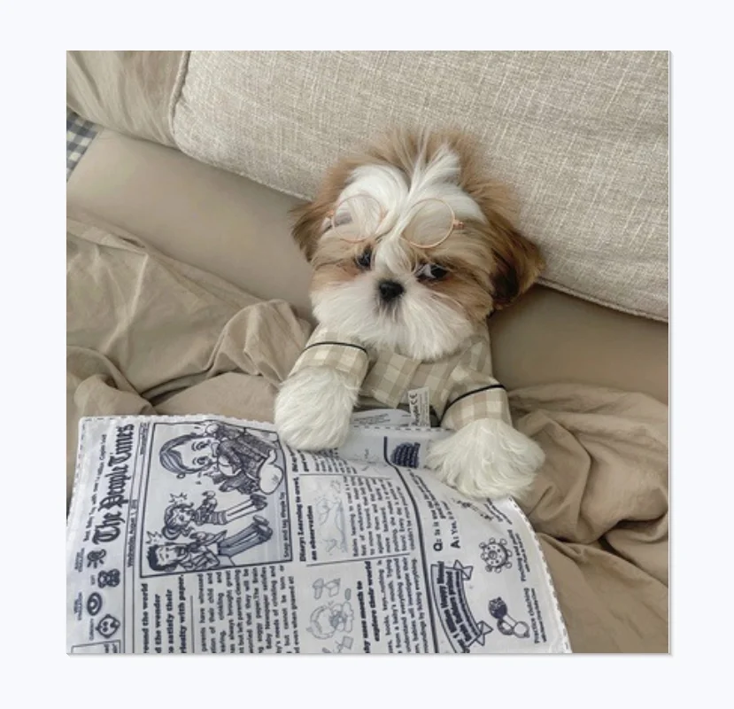 

Hot-selling Amazon Ins Creative Newspaper Design Paper Dog Favorite Toy