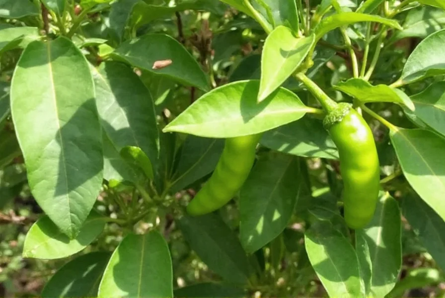 Trader Joe’s organic serrano peppers pack