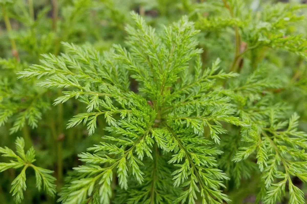 can you plant dill with tomatoes