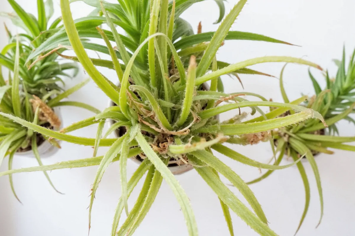 do air plants flower