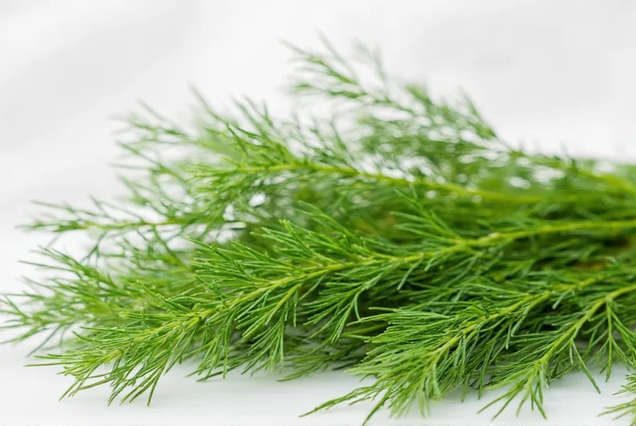 Salmon with dill sauce on a plate