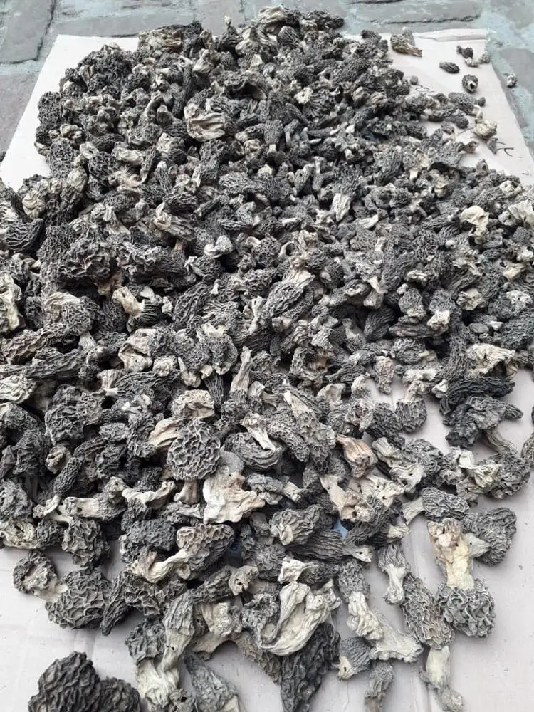 
Dried Black Morel Mushrooms  Morchella Esculenta  Guchchi  Wild Mushroom 