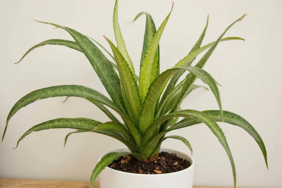 how do you take care of a snake plant