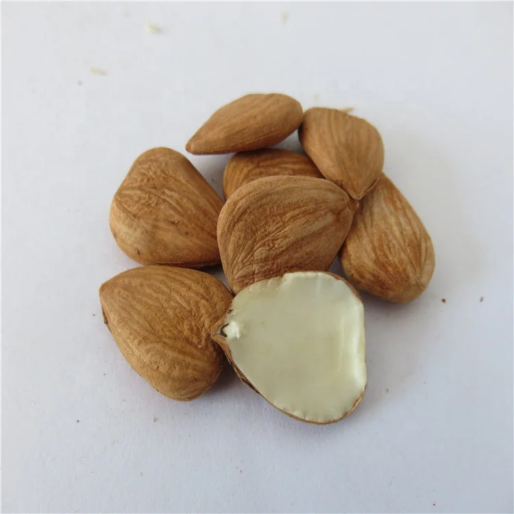 
Bulk organic Chinese Bitter Apricot Kernel For cancer treatment 