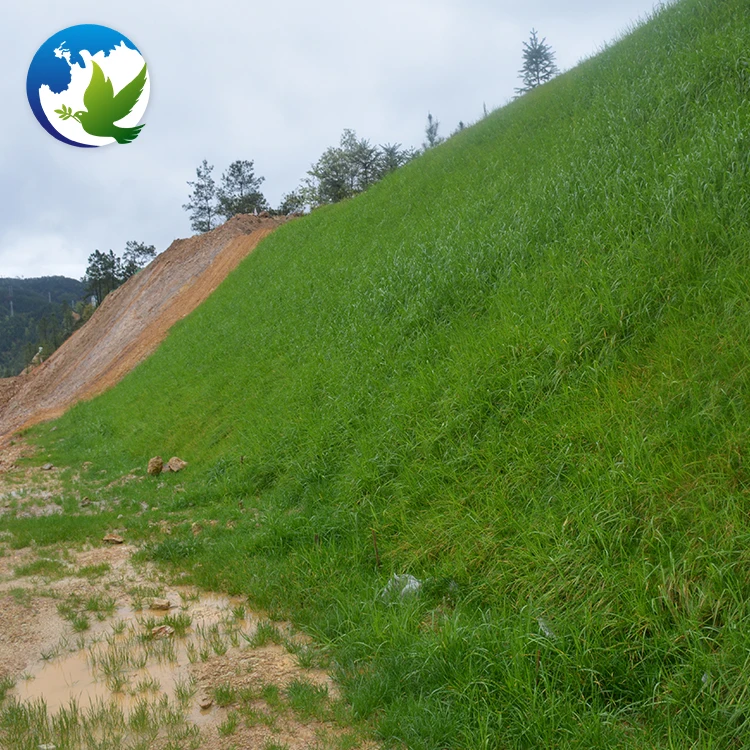 
High Sprouting Rate Bahia Grass Notatum Flugge Paspalum Natatu Seeds Runway Slope Grass Seed For Slope Protection 