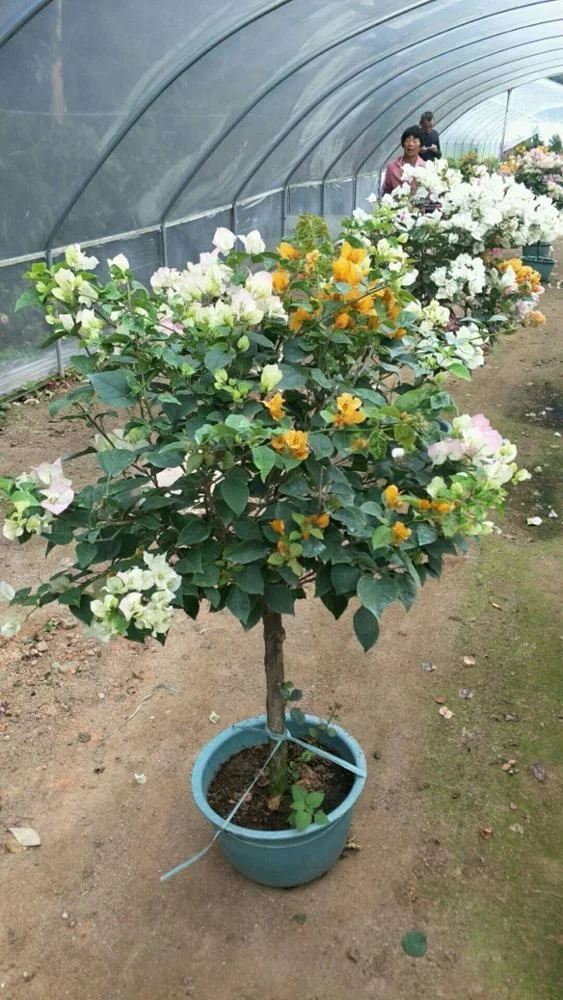 
whole sale high quality bougainvillea colorful 