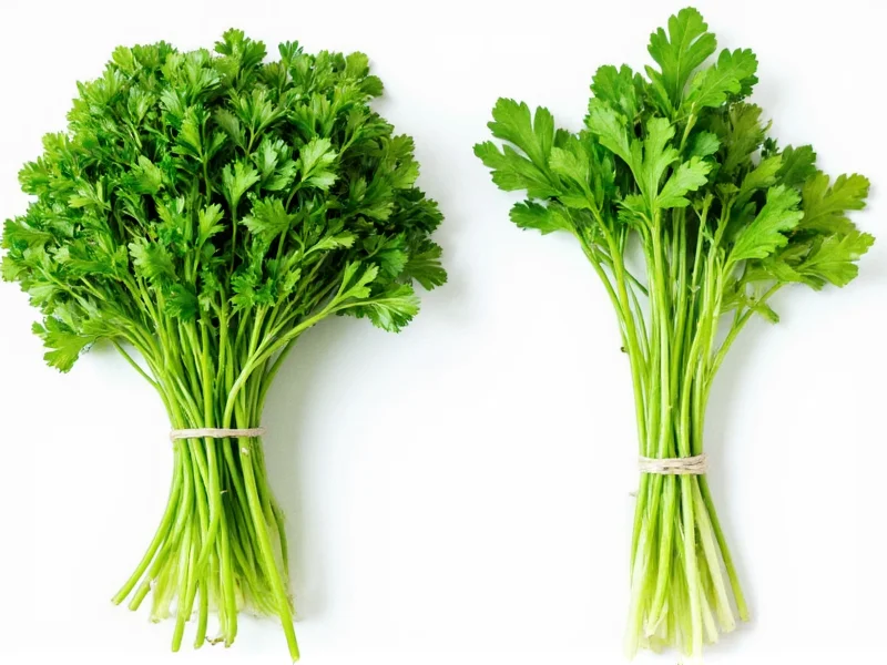 Parsley vs Cilantro: Key Differences Explained